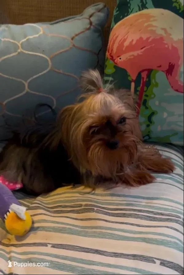 Lexie, a female Yorkshire Terrier for sale in San Angelo, TX – 2 of 2