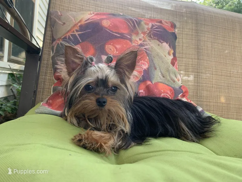 Lexie – Yorkshire Terrier puppy for sale in San Angelo, TX