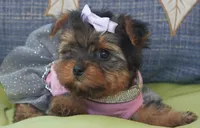 Diamond , a female Yorkshire Terrier for sale in San Angelo, TX – 2 of 2