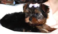 Diamond , a female Yorkshire Terrier for sale in San Angelo, TX – 1 of 2