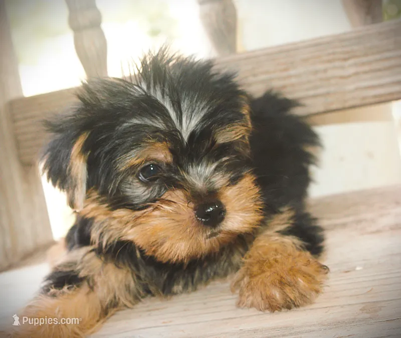 Cross – Yorkshire Terrier puppy for sale in San Angelo, TX