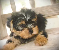 Cross, a male Yorkshire Terrier for sale in San Angelo, TX – 1 of 1