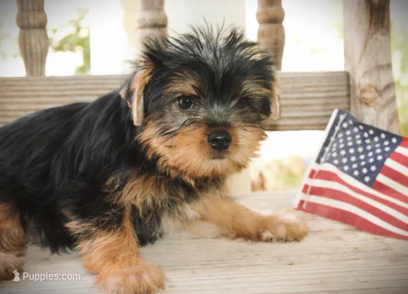 Romans – Yorkshire Terrier puppy for sale in San Angelo, TX