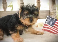 Romans, a male Yorkshire Terrier for sale in San Angelo, TX – 1 of 1