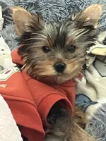 Winton, a male Yorkshire Terrier for sale in Concord, NH – 6 of 6