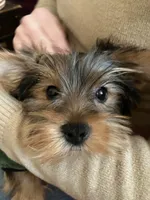 Winton, a male Yorkshire Terrier for sale in Concord, NH – 5 of 6