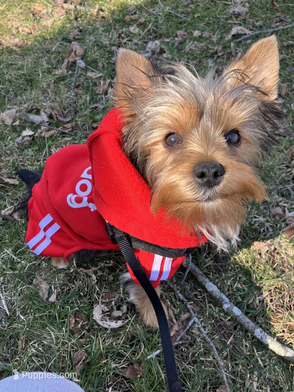 Winton – Yorkshire Terrier puppy for sale in Concord, NH