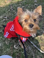 Winton, a male Yorkshire Terrier for sale in Concord, NH – 1 of 6