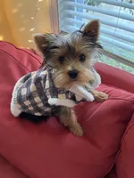 Winton, a male Yorkshire Terrier for sale in Concord, NH – 2 of 6