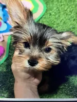 Winton, a male Yorkshire Terrier for sale in Concord, NH – 4 of 6