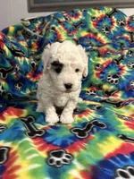 Big Boy, a male Poodle - Toy  for sale in Hope, AR – 4 of 4