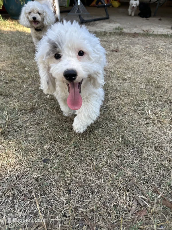 Big Boy-discount – Poodle - Toy  puppy for sale in Hope, AR