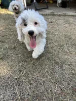 Big Boy-discount, a male Poodle - Toy  for sale in Hope, AR – 1 of 5