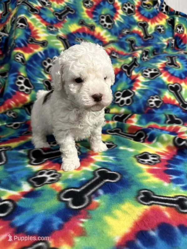 Brownie  – Poodle - Toy  puppy for sale in Hope, AR