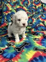 Brownie , a male Poodle - Toy  for sale in Hope, AR – 1 of 4