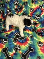 Little boy, a male Poodle - Toy  for sale in Hope, AR – 3 of 4