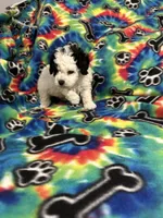 Little boy, a male Poodle - Toy  for sale in Hope, AR – 4 of 4
