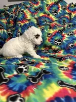 Big Boy, a male Poodle - Toy  for sale in Hope, AR – 2 of 4