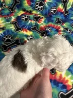 Brownie , a male Poodle - Toy  for sale in Hope, AR – 4 of 4