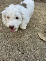 Brownie -discount , a male Poodle - Toy  for sale in Hope, AR – 1 of 5