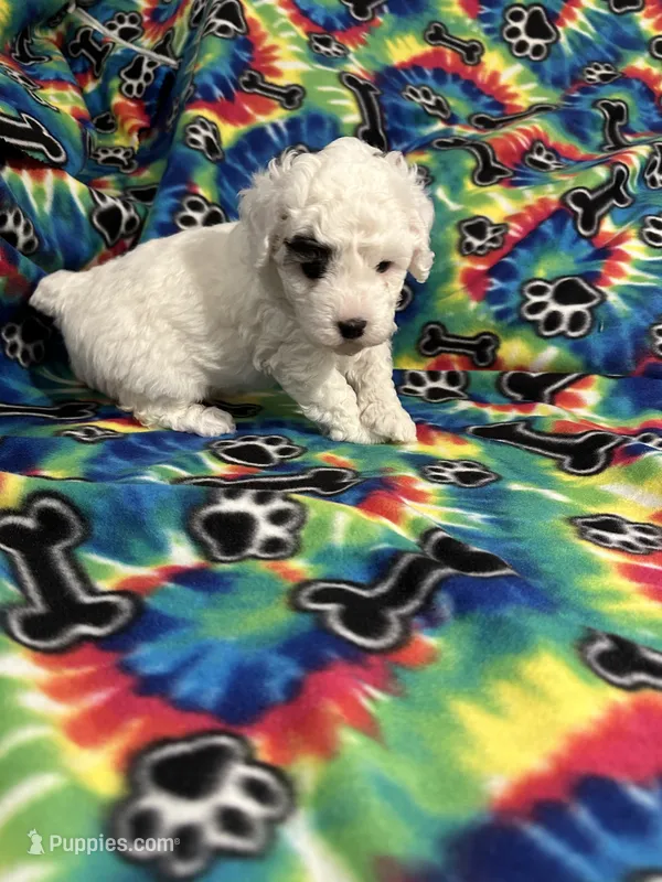 Big Boy – Poodle - Toy  puppy for sale in Hope, AR
