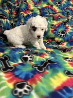 Big Boy, a male Poodle - Toy  for sale in Hope, AR – 1 of 4