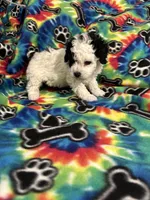 Little boy, a male Poodle - Toy  for sale in Hope, AR – 2 of 4