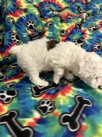 Brownie , a male Poodle - Toy  for sale in Hope, AR – 2 of 4