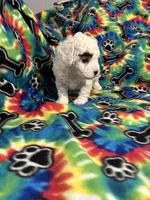 Big Boy, a male Poodle - Toy  for sale in Hope, AR – 3 of 4