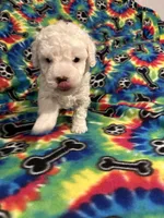Brownie , a male Poodle - Toy  for sale in Hope, AR – 3 of 4