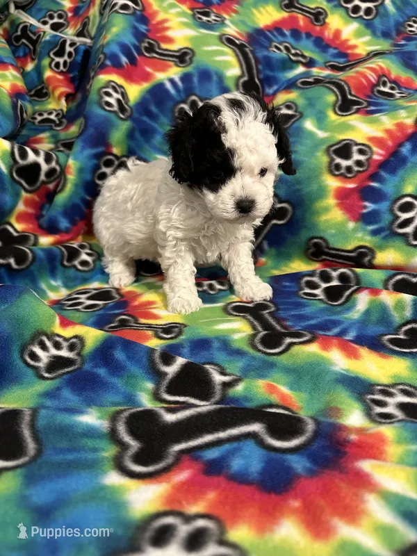 Little boy – Poodle - Toy  puppy for sale in Hope, AR