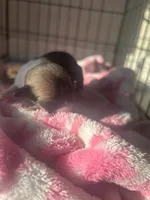 Cupcake , a female Chihuahua for sale in Denver, CO – 2 of 3