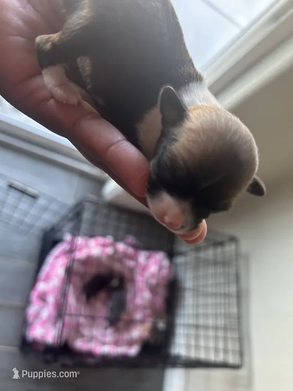 Cupcake  – Chihuahua puppy for sale in Denver, CO