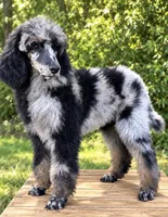 Zeppelin , a male Poodle - Standard  for sale in Travelers Rest, SC – 2 of 2