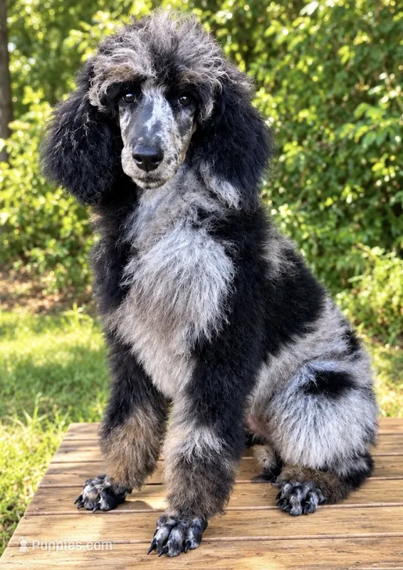 Zeppelin  – Poodle - Standard  puppy for sale in Travelers Rest, SC
