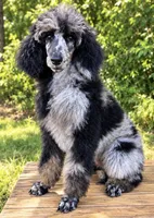 Zeppelin , a male Poodle - Standard  for sale in Travelers Rest, SC – 1 of 2