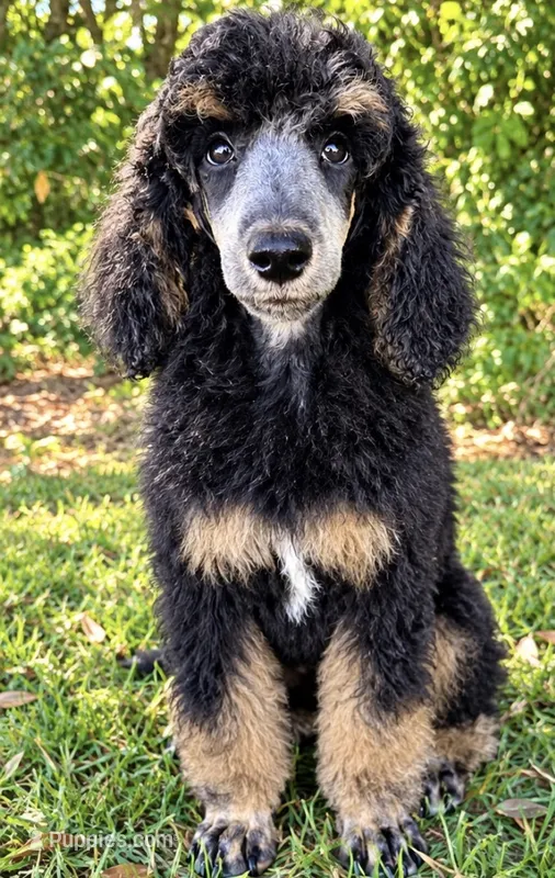 Stevie  – Poodle - Standard  puppy for sale in Travelers Rest, SC
