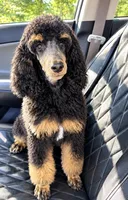Stevie, a female Poodle - Standard  for sale in Travelers Rest, SC – 3 of 3