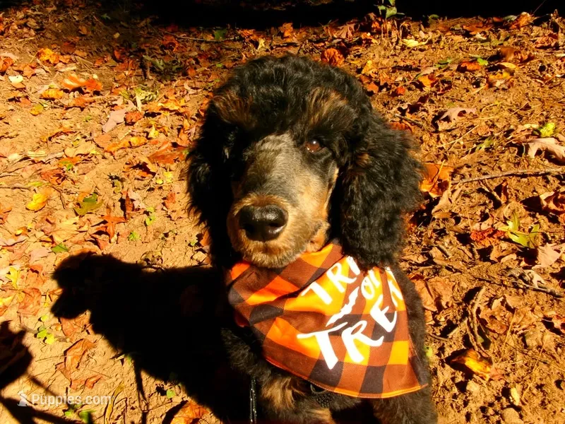 Stevie – Poodle - Standard  puppy for sale in Travelers Rest, SC