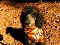 Stevie, a female Poodle - Standard  for sale in Travelers Rest, SC – 1 of 3