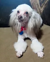 Eva, a female Poodle - Toy  for sale in Travelers Rest, SC – 2 of 3