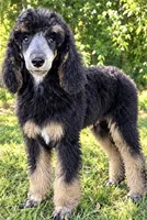Stevie , a female Poodle - Standard  for sale in Travelers Rest, SC – 2 of 2