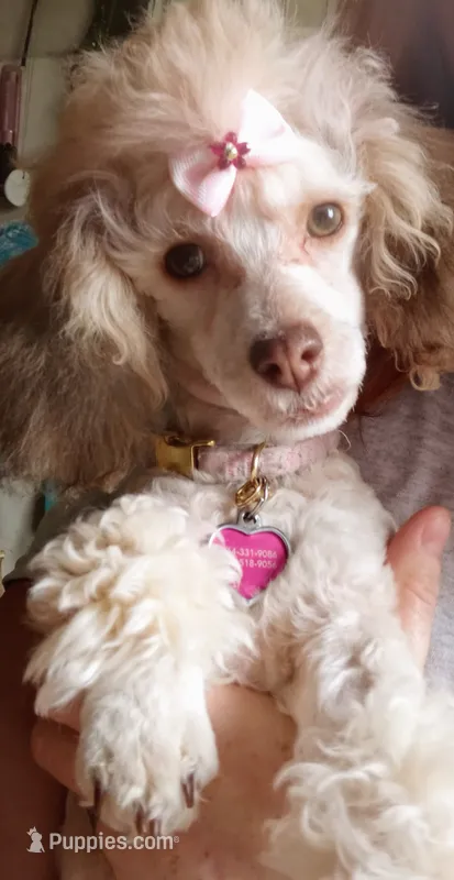 Eva – Poodle - Toy  puppy for sale in Travelers Rest, SC