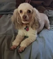 Eva, a female Poodle - Toy  for sale in Travelers Rest, SC – 3 of 3
