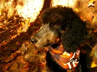 Stevie, a female Poodle - Standard  for sale in Travelers Rest, SC – 2 of 3