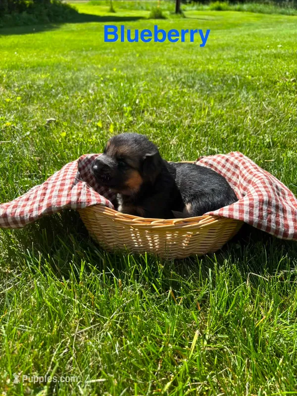 Blueberry – German Shepherd Dog puppy for sale in Roscommon, MI