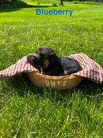 Blueberry, a male German Shepherd Dog for sale in Roscommon, MI – 1 of 10