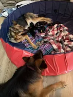 Dragonfruit, a male German Shepherd Dog for sale in Roscommon, MI – 6 of 10