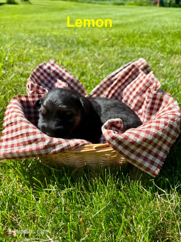 Lemon – German Shepherd Dog puppy for sale in Roscommon, MI