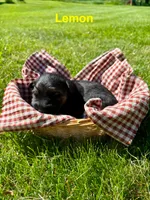 Lemon, a male German Shepherd Dog for sale in Roscommon, MI – 1 of 10